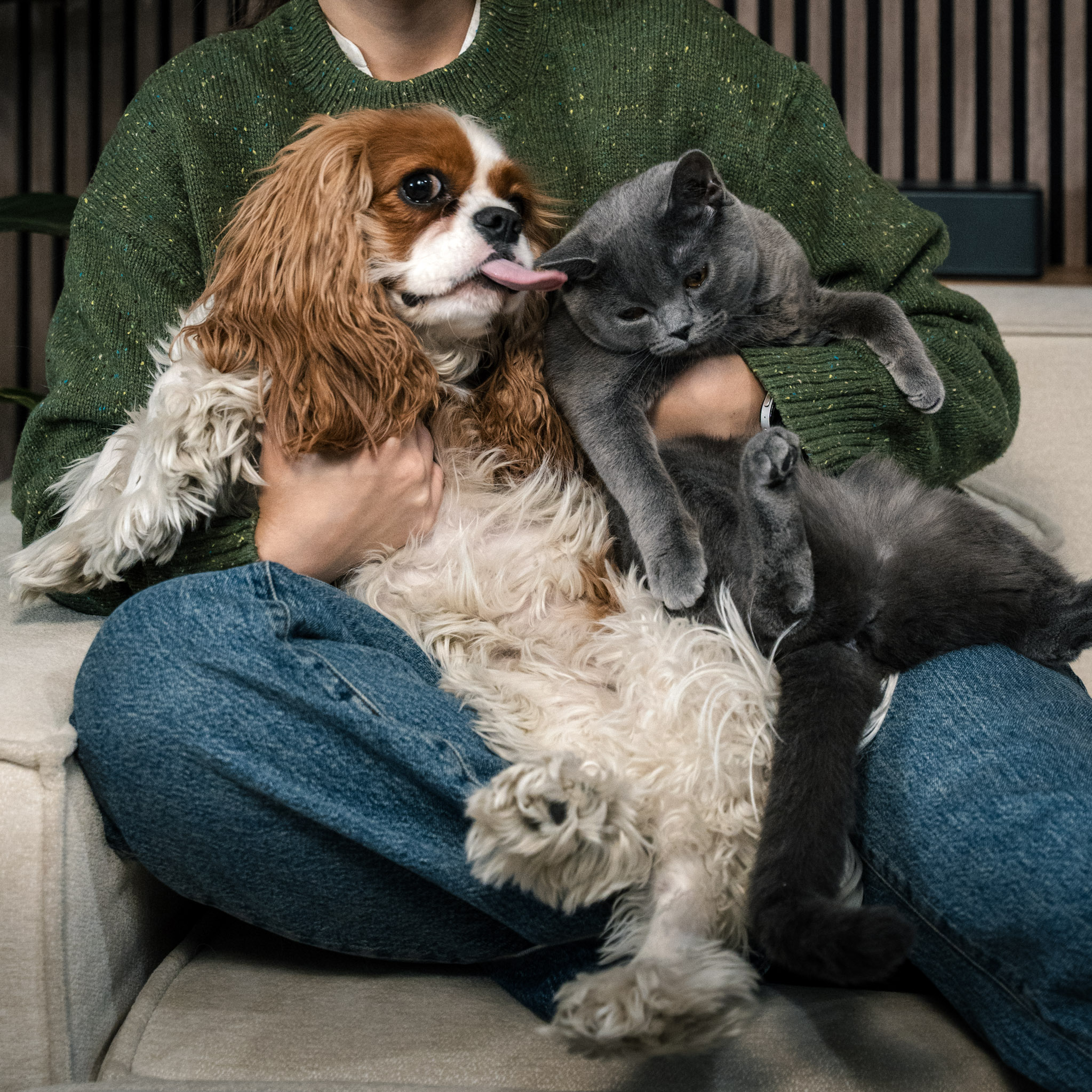 Cavalier King Charles Spaniel and gray cat being held by a person in a cozy setting, illustrating the warmth and companionship of pets in a marketing context focused on personalized strategies.